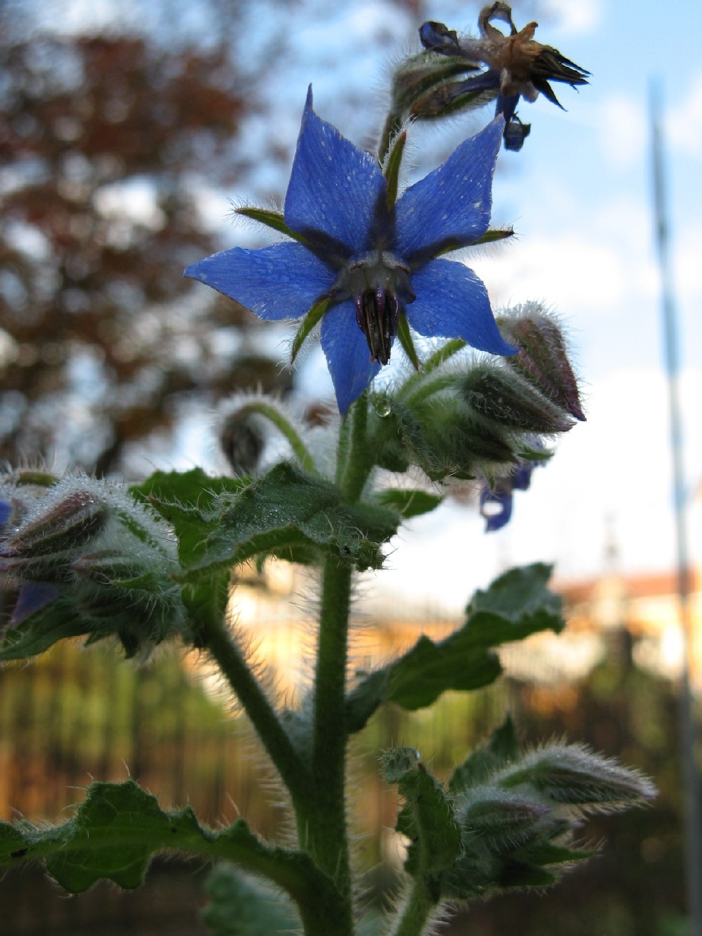 orto botanico (padova)